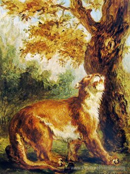 Puma (lionne qui regarde les proies) Puma (lionne qui regarde les proies)