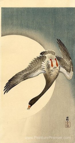 Oie volante à tête blanche vue en dessous devant la lune Oie volante à tête blanche vue en dessous devant la lune
