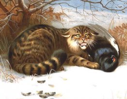 Chat sauvage Chat sauvage