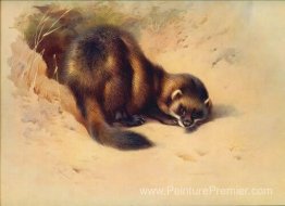 Polecat européen Polecat européen