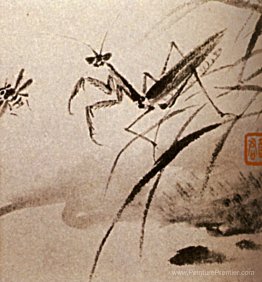 Études sur les insectes, Mante Études sur les insectes, Mante