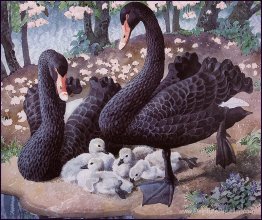 Famille de cygne noire Famille de cygne noire