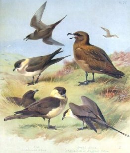 Skua de Richardson, Great Skua, Pomarine Skua Skua de Richardson, Great Skua, Pomarine Skua