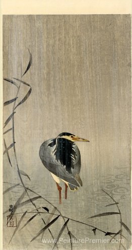 Heron en averse Heron en averse