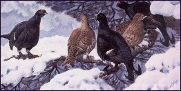 Grouse noire Grouse noire