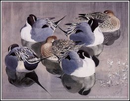 Pintails au repos Pintails au repos