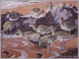 Curlews et tournoises Curlews et tournoises