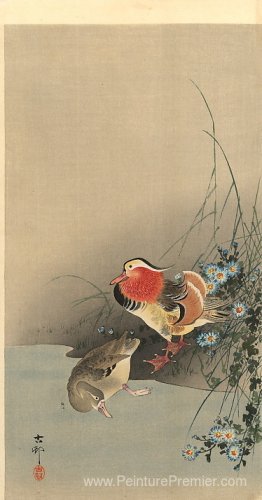Canards mandarin Canards mandarin