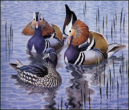 Canards mandarin Canards mandarin