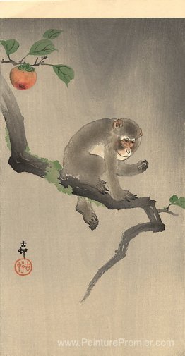 Singe sur l'arbre Singe sur l'arbre