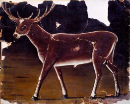 Cerf Cerf