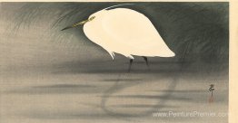 Petit Egret blanc Petit Egret blanc
