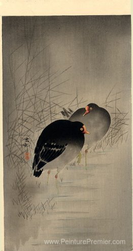 Deux gallinules Deux gallinules