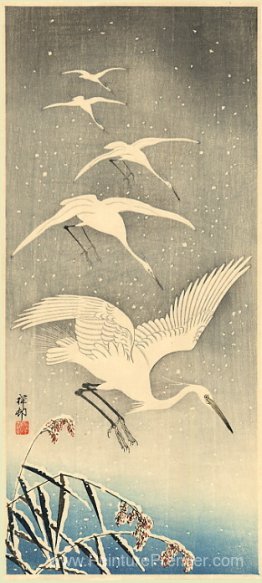 Oiseaux blancs dans la neige Oiseaux blancs dans la neige