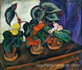 Nature morte. Begonias. Nature morte. Begonias.