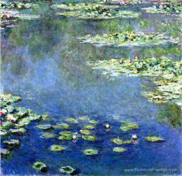 Nénuphars Nénuphars