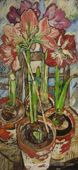 Quatre amaryllis en pots Quatre amaryllis en pots