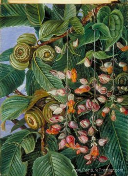 Un chêne Darjeeling festonné avec un grimpeur Un chêne Darjeeling festonné avec un grimpeur