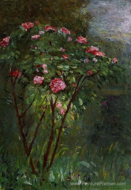 Rosier en fleur Rosier en fleur