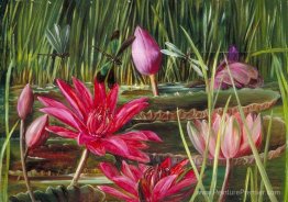 Lys d'eau rouge du sud de l'Inde Lys d'eau rouge du sud de l'Inde