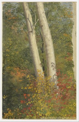 Bouleau à l'automne Bouleau à l'automne