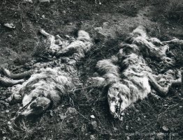 Coyotes Coyotes
