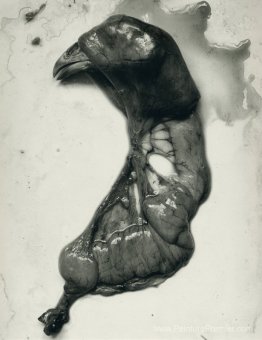 Pièces de poulet Pièces de poulet