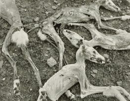 Coyotes Coyotes