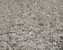 Arizona Landscape, 1945 (Gélatin Silver Photograph) Arizona Landscape, 1945 (Gélatin Silver Photograph)
