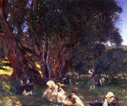 Pickers d'olive albanais Pickers d'olive albanais