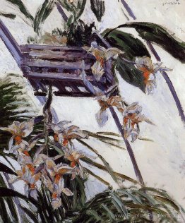 Orchidées Orchidées