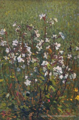 Fleurs blanches sur le terrain Fleurs blanches sur le terrain