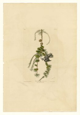 Plaque 90 Creeper noir et blanc Plaque 90 Creeper noir et blanc