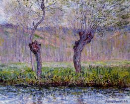 Saules au printemps Saules au printemps