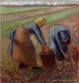 Récolte de pommes de terre Récolte de pommes de terre