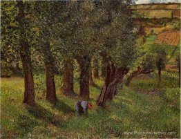 Le chou de Pontoise Le chou de Pontoise