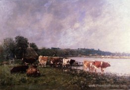 Vaches sur les berges des touques Vaches sur les berges des touques