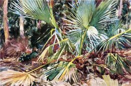 Palmettos, Floride Palmettos, Floride