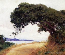 Point Lobos, chêne Point Lobos, chêne