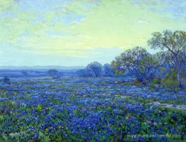 Champ de Bluebonnets sous ciel nuageux Champ de Bluebonnets sous ciel nuageux