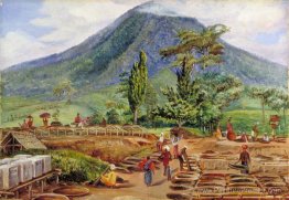 Sèche au thé dans l'établissement de M. Hölle, Java Sèche au thé dans l'établissement de M. Hölle, Java