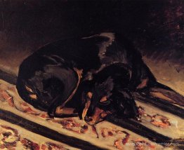 Le chien Rita endormi Le chien Rita endormi