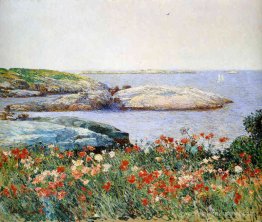 Coquelicots, îles de Shoals Coquelicots, îles de Shoals