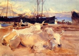 Bœufs sur la plage à Baia Bœufs sur la plage à Baia