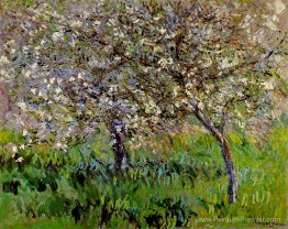 Pommiers en fleurs à Giverny Pommiers en fleurs à Giverny