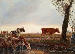 Vaches à la maison liées le soir Vaches à la maison liées le soir