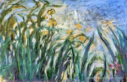 Iris jaunes et malva Iris jaunes et malva