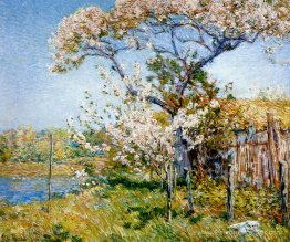 Pommiers en fleurs, vieille lyme Pommiers en fleurs, vieille lyme