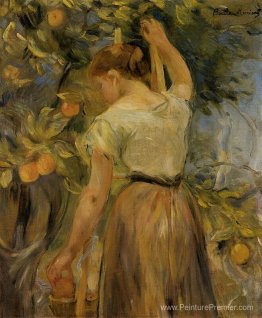 Jeune femme cueille des oranges Jeune femme cueille des oranges