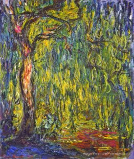 Saule pleureur Saule pleureur